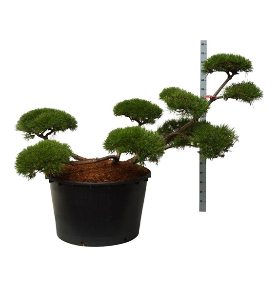 Pinus mugo F00007261