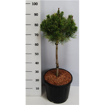 Pinus mugo 'Carsten' F00005942
