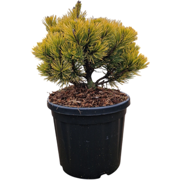 Pinus mugo 'Carsten's Wintergold' 5PICWBU08