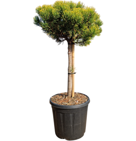 Pinus mugo 'Carsten's Wintergold' 5PICWRS09