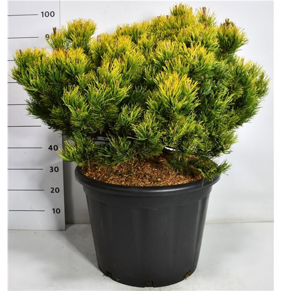 Pinus mugo 'Carstens Wintergold' F00006681