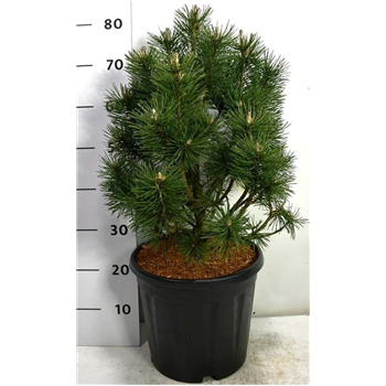 Pinus mugo 'Columbo' F00005998