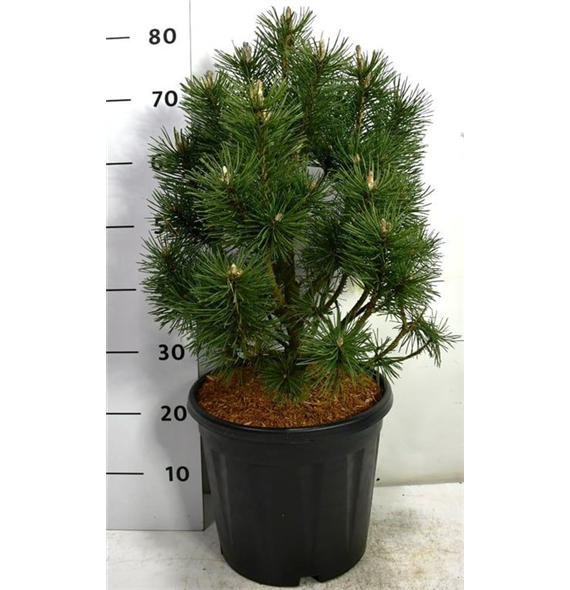 Pinus mugo 'Columbo' F00005998