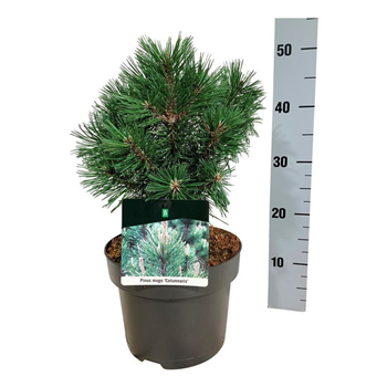 Pinus mugo 'Columnaris' F00007331