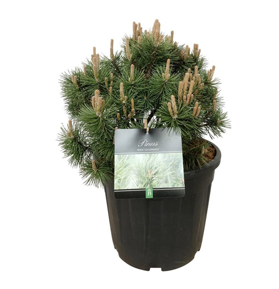 Pinus mugo 'Columnaris' F00006947