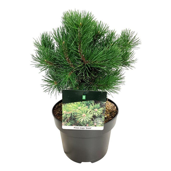 Pinus mugo 'Gnom' F00005541