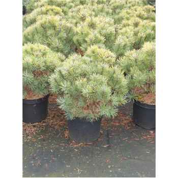 Pinus mugo 'Gnom' F00005407