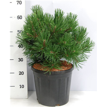 Pinus mugo 'Gnom' F00006175