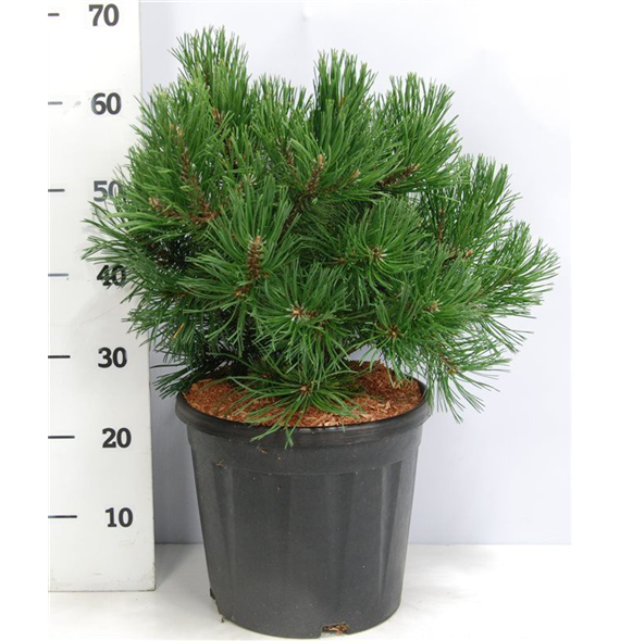 Pinus mugo 'Gnom' F00006175