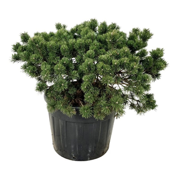 Pinus mugo 'Gnom' F00007471
