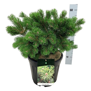 Pinus mugo 'Gnom' F00006937
