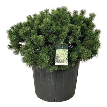 Pinus mugo 'Gnom' F00007472