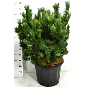 Pinus mugo 'Gnom' F00006498