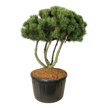 Pinus mugo 'Gnom' F00007468