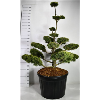 Pinus mugo 'Gnom' F00006614