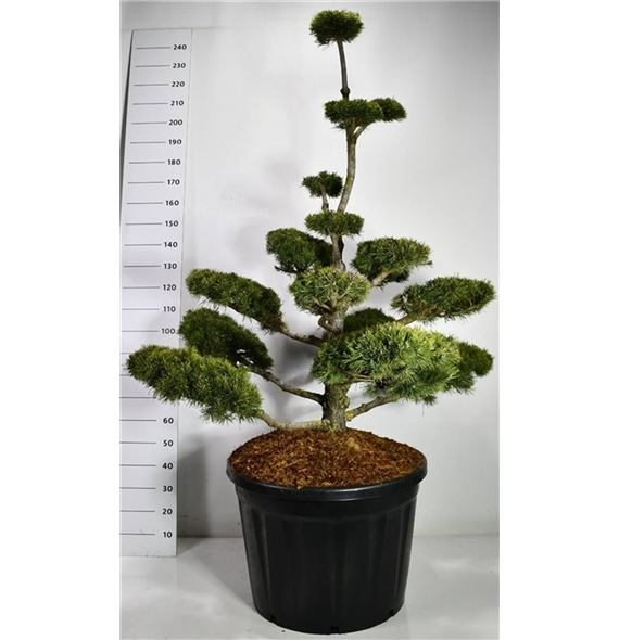 Pinus mugo 'Gnom' F00006614