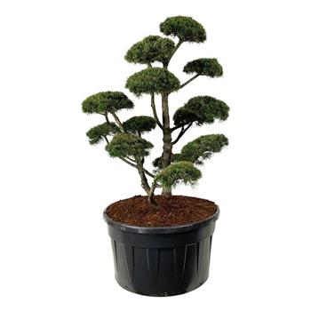 Pinus mugo 'Gnom' F00006912