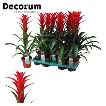 Guzmania ostara Ostara (Decorum) 1 fl 60cm 13cm Q3489