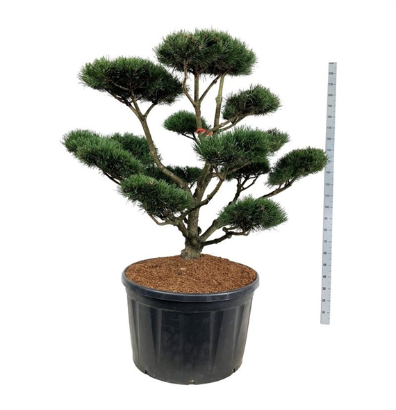 Pinus mugo 'Gnom' F00007109