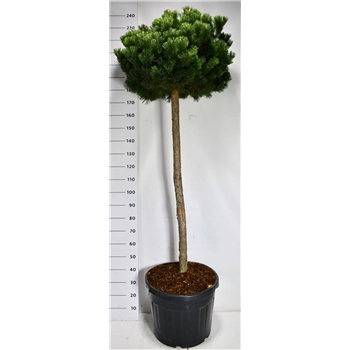 Pinus mugo 'Gnom' F00006650