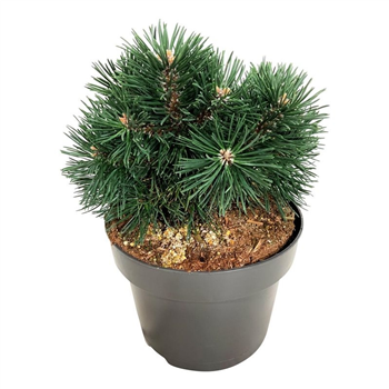 Pinus mugo 'Green Pearl' F00007333
