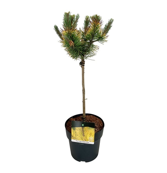 Pinus mugo 'Golden Glow' F00007177