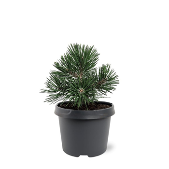 Pinus mugo 'Green Pearl' F00007951