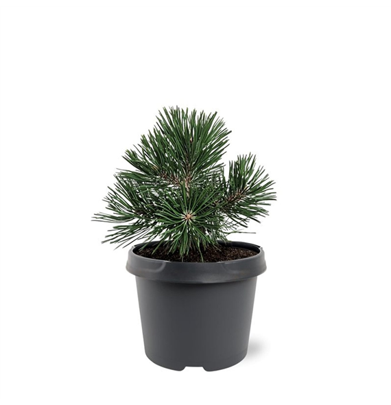 Pinus mugo 'Green Pearl' F00007951