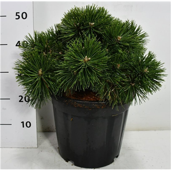 Pinus mugo 'Green Pearl' F00006052