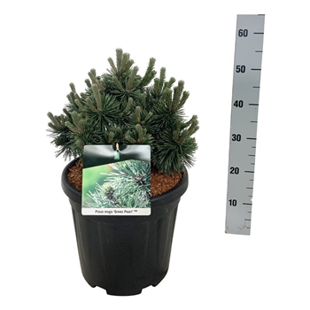 Pinus mugo 'Green Pearl' F00007271