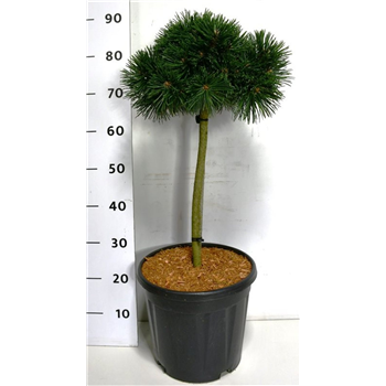 Pinus mugo 'Green Pearl' F00006101