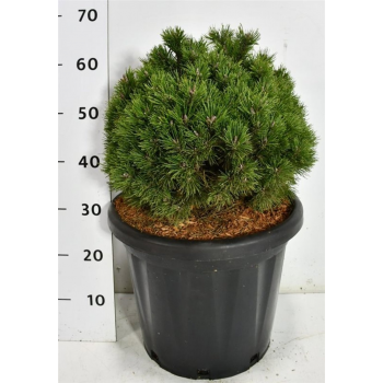 Pinus mugo 'Heideperle' F00006565