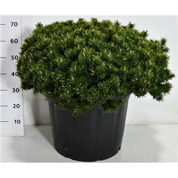 Pinus mugo 'Humpy' F00006679