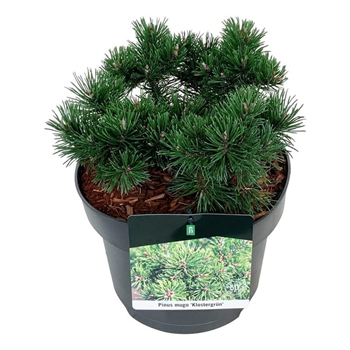 Pinus mugo 'Klostergrün' F00007335