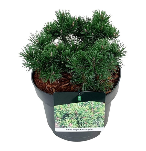 Pinus mugo 'Klostergrün' F00007335