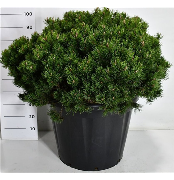 Pinus mugo 'Heideperle' F00007540
