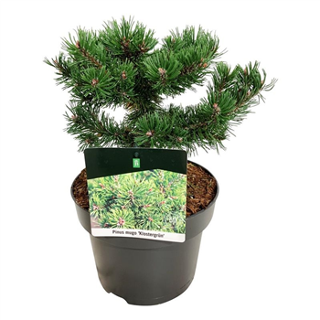 Pinus mugo 'Klostergrün' F00007337