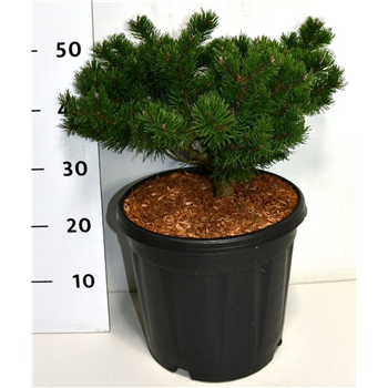 Pinus mugo 'Klosters Grun' F00006382