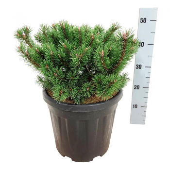 Pinus mugo 'Klostergrün' F00006977