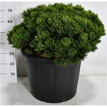 Pinus mugo 'Klosters Grun' F00007536