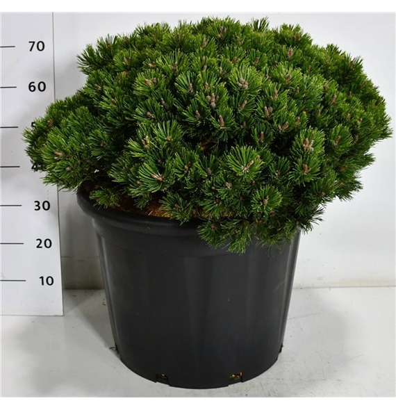 Pinus mugo 'Klosters Grun' F00007536