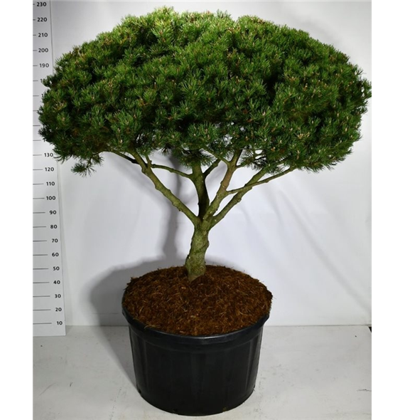 Pinus mugo 'Laurin' F00006042