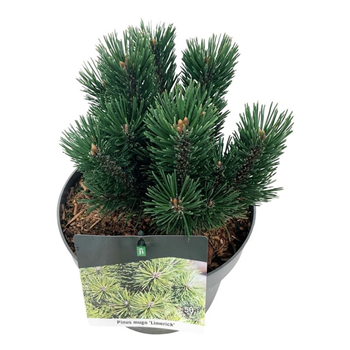 Pinus mugo 'Limerick' F00007339