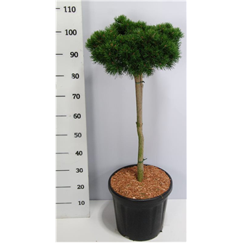 Pinus mugo 'Lilliput' F00005950