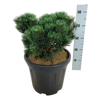 Pinus mugo 'Limerick' F00007441