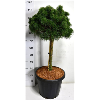 Pinus mugo 'March' F00006387