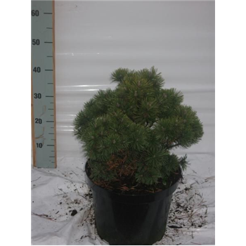 Pinus mugo 'Mops' F00005409