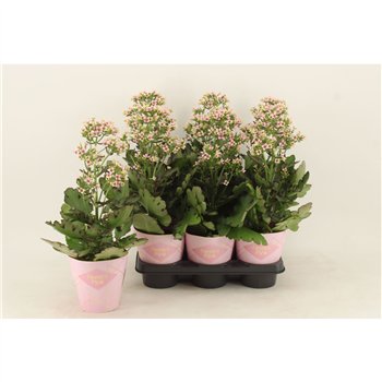 Kalanhoja feminine pink Femini Pink1 pp 40cm 14cm Q3681