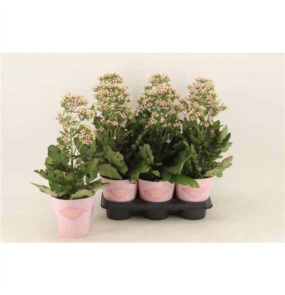 Kalanhoja feminine pink Femini Pink1 pp 40cm 14cm Q3681