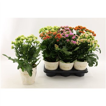 Kalanhoja Sunny mix in tray1 pp 40cm 14cm Q3682